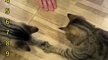 When you live with two cats 🐈 #funny #cat #fyp #cute #catsoftiktok #catcomedy #catcompilation
