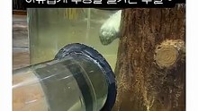 [2.1억뷰] 손 주고 닭고기 받는 손쉬운 사냥법ㅋㅋ