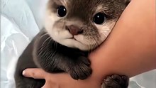 너무 귀여운 아기수달 ㅎㅎ otter cute moment  #shorts #animals