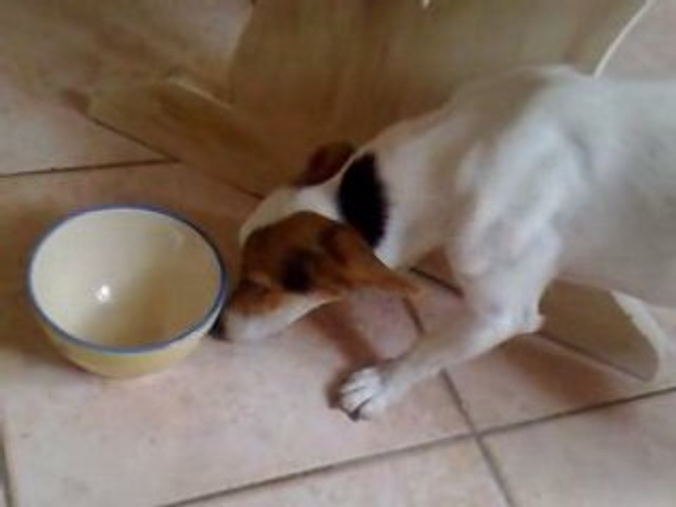My Dog apres un repas