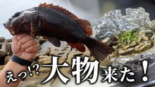 穴の奥で良型ヒット！釣った魚をホイル焼きにして晩酌する穴釣り