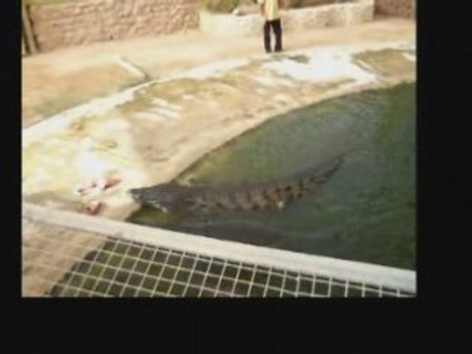 Iles au crocodiles Djerba 26 juillet 2008