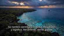 Megalodón: ¿sigue vivo el tiburón gigante?