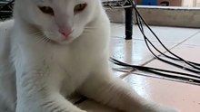 🐱 Pernanca vino a visitarme a la oficina y se quedó a descansar junto a mí ❤️ #michi #felino