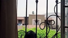 😲 ¡Mis gatos descubrieron la ventana y se escaparon al techo! 🐱🐾 #shorts #michi #animal #fauna