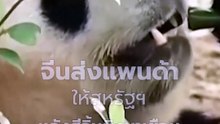 จีนส่งแพนด้าให้สหรัฐฯ หลังสีจิ้นผิงมาเยือน | PPTV Online