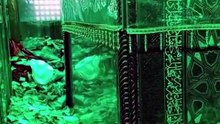 Ziyarat Roza Imam Hussain (A.S) & Andar Ka Rohani Nazara | Exclusive Karbala Inside View