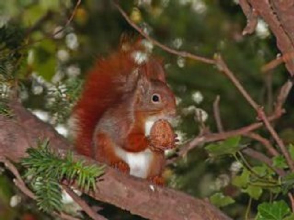 Les écureuils (Miles Davis)