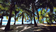 🌴 Évasion Tropicale – Musique Relaxante _ Île Paradisiaque