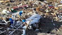 Türkiye'nin nesli tehlike altındaki sevimli minikleri ilk mücadelelerini kazanıp 2. aşamaya geçti