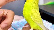 A Sweet Little Budgie Enjoying Gentle Human Interaction 🐦💛