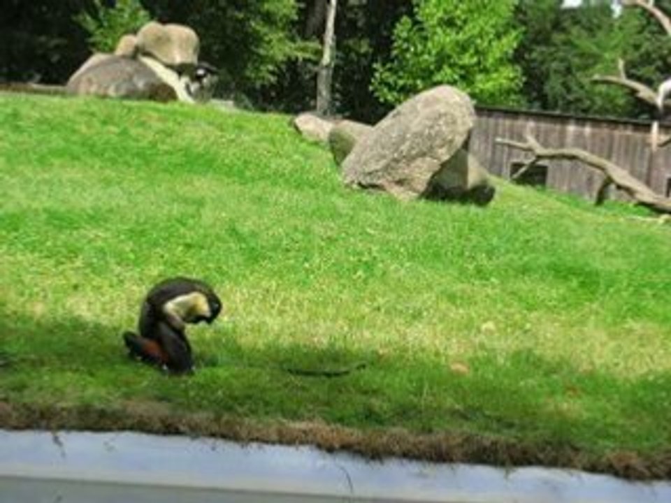 Plougueneuc : singe zoo Bourbansais
