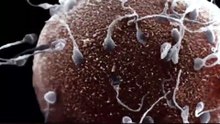 AI Decodes Sperm Whale Clicks