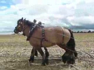 trait du nord tocqueville