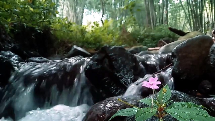 💧🌸 Ruisseau Enchanté – Musique Relaxante & Fleur Délicate