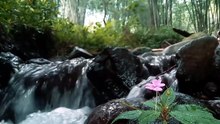 💧🌸 Ruisseau Enchanté – Musique Relaxante & Fleur Délicate