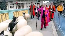 Мост Саутуарк в Лондоне превращается в шерстяной парад на ежегодном шествии овец