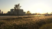 [울산] 울산시 '태화강 물억새 생태체험장' 11월까지 운영 / YTN