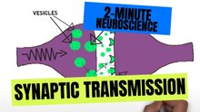 Synaptic Transmission Explained: Synapse, Neurotransmitters and Reuptake