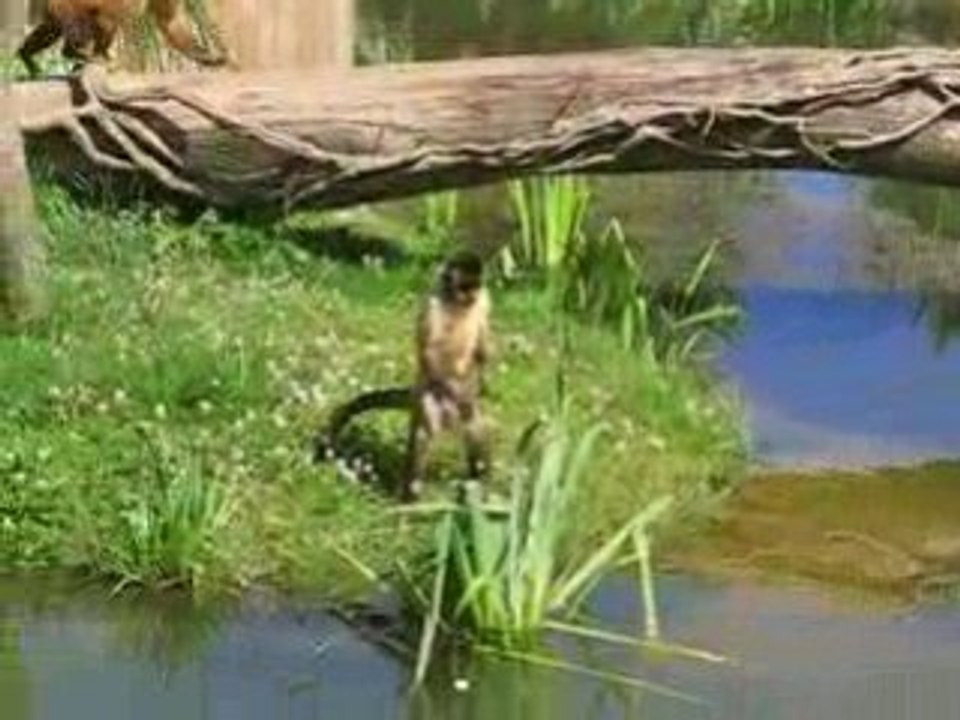 Plougueneuc : singes zoo Bourbansais