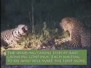 Going Wild With Ranger Josh