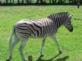 Plougueneuc : zèbre zoo Bourbansais