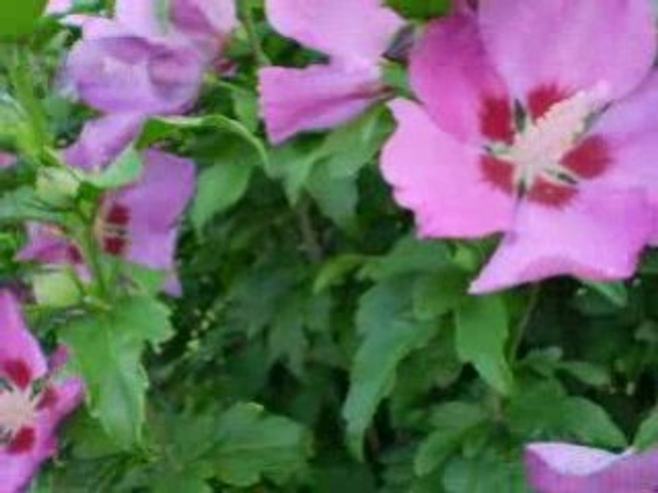 autour d'une fleur