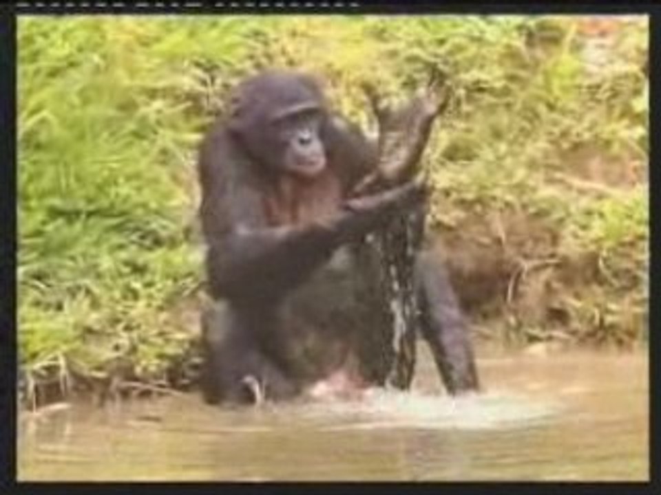 CLAUDINE ET SES BONOBOS