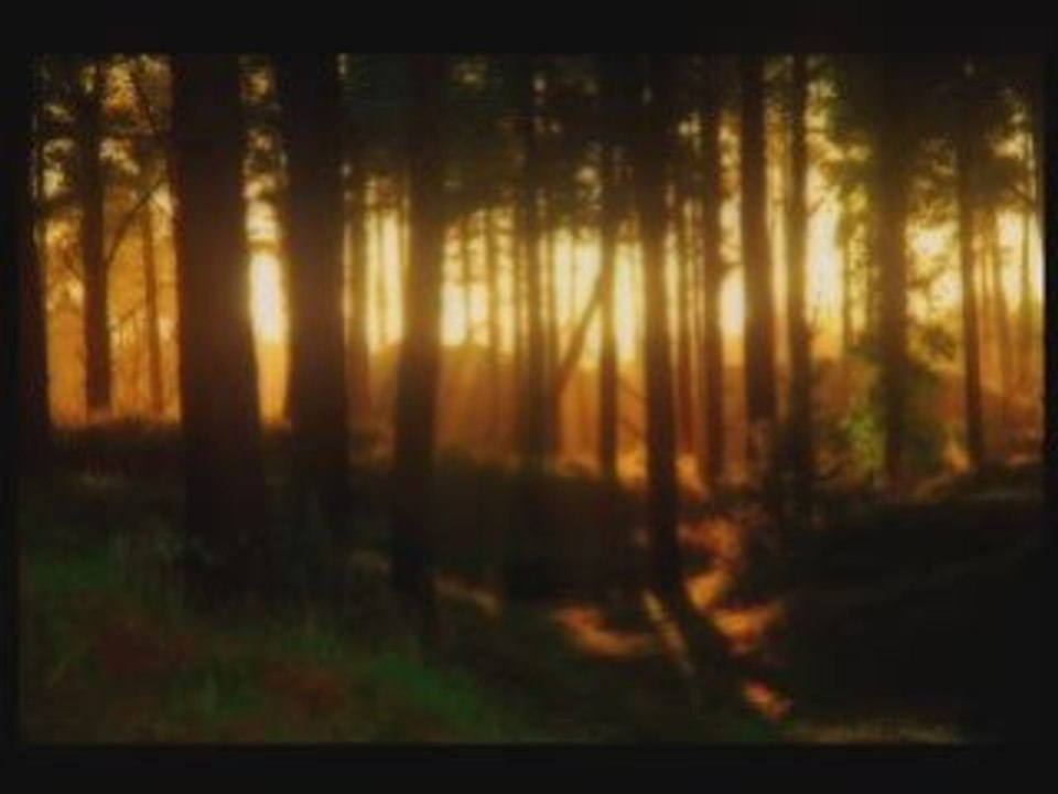 Pigon - Helios
