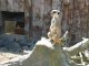 Plougueneuc : suricates zoo Bourbansais