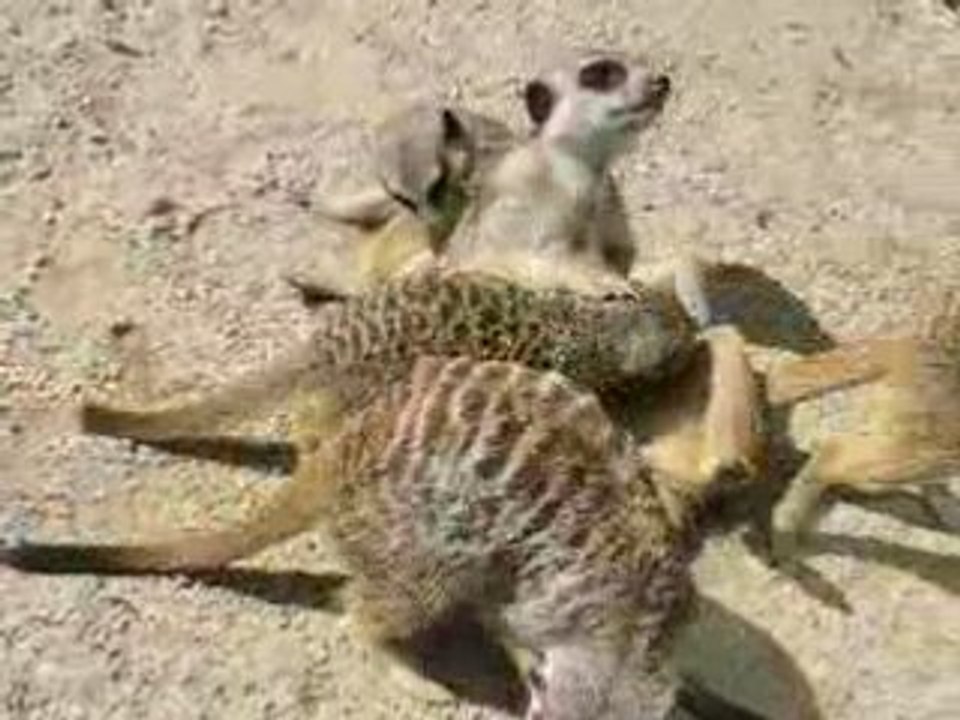 Plougueneuc : suricates zoo Bourbansais