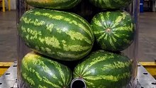 6 Watermelons vs Hydraulic Press 💥 | The Ultimate Juice Extraction Test!