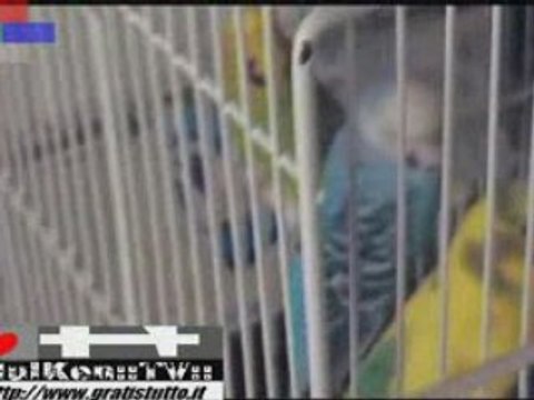 I Pappagalli di Hulken (f. b.): il RITORNO ( ! )