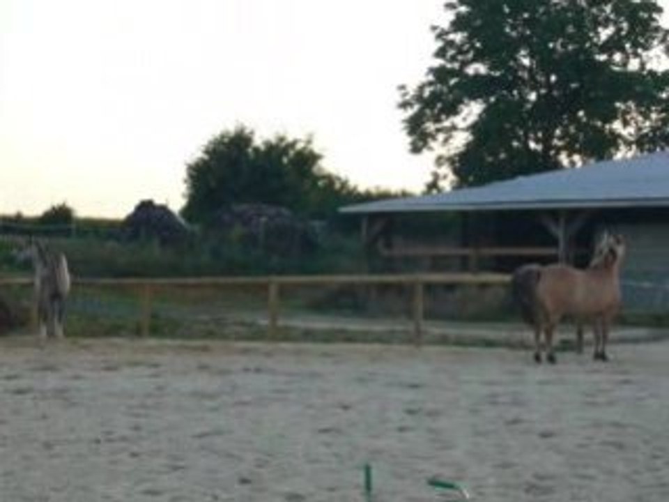 Pash et Pilou galop 1