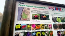 Desierto florido The Flowering desert in Chile