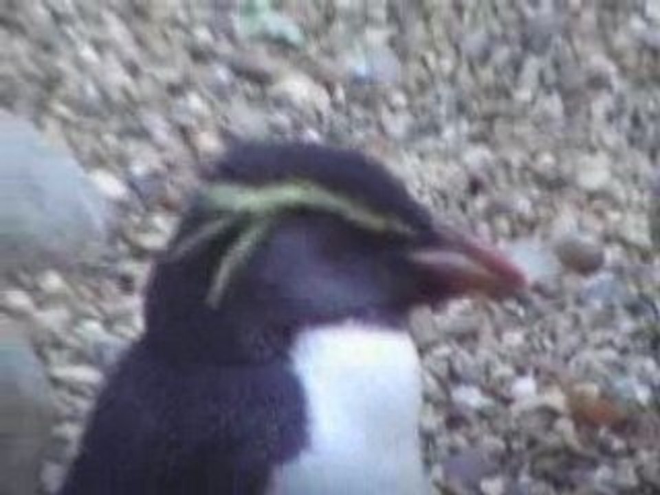 London Zoo02