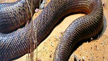 One drop kills 100! 🐍