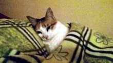 a playlist to make your brain shut up