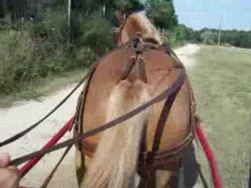 pirate attelage 1ère sortie exterieur