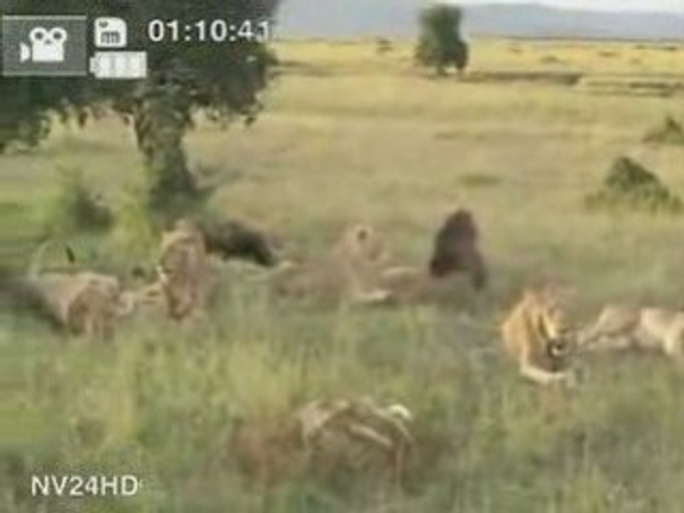 LA VERITE SUR LES LION !! INCROYABLE