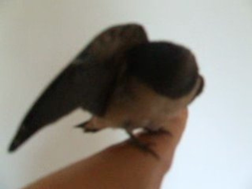 Bébé hirondelle tombée du nid jour 5