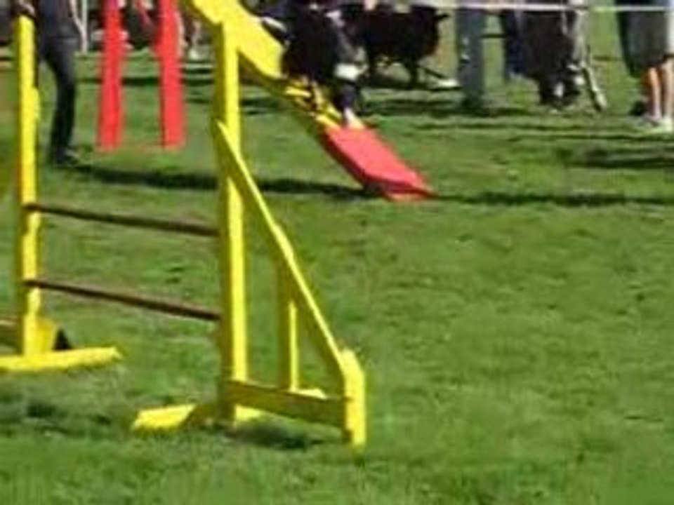 TARATATA CAHORS 08.08 CONCOURS  AGILITY 013(1)