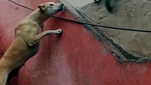 Hilarious Standoff As Funny Monkey Teases Dog On Roof Stairs With Sneaky Swats From The Ledge