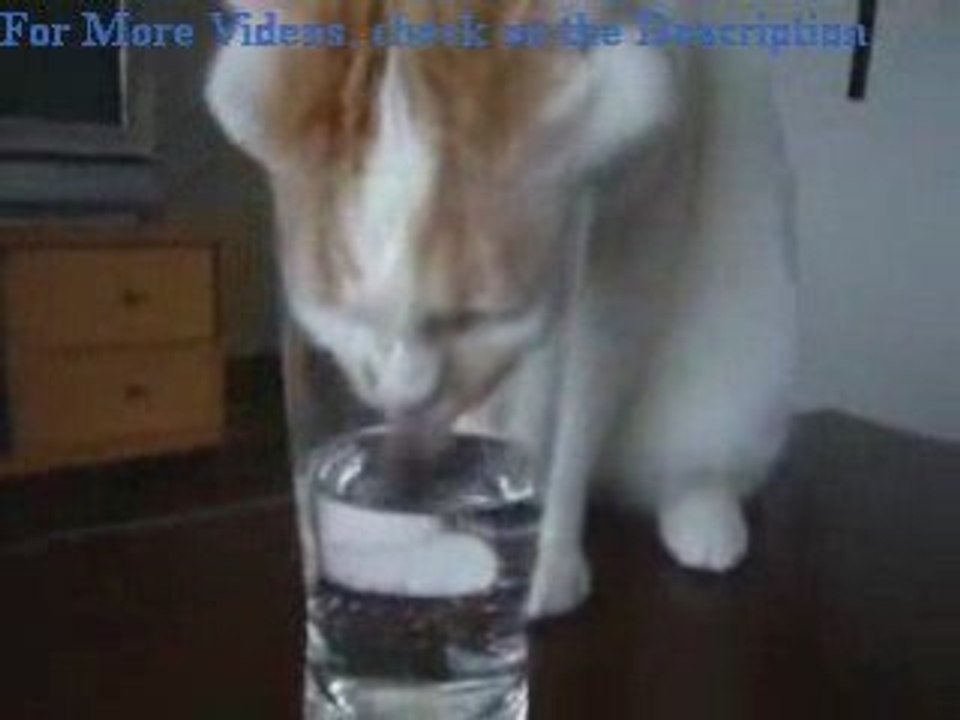 Thirsty Kitty