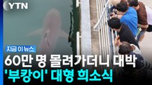무려 91% 찬성…부산 상어 '부캉이' 일 냈다 [지금이뉴스] / YTN