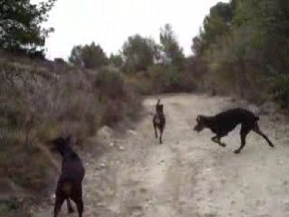 caly  alter et titi et sam