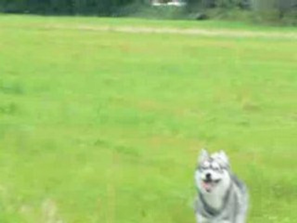 husky au rappel