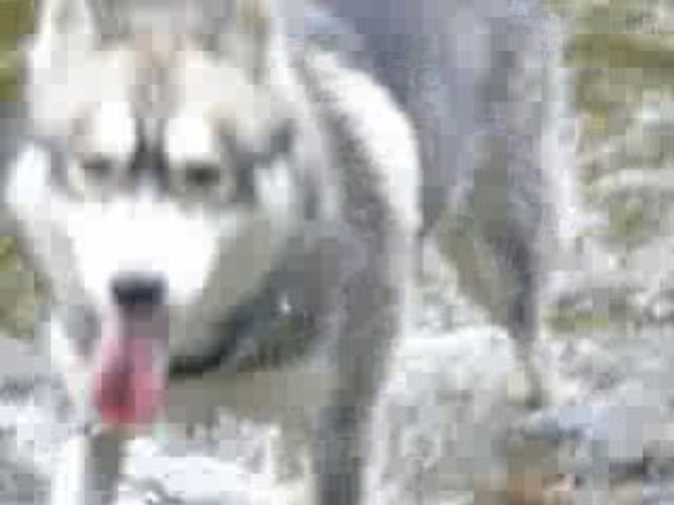husky dans l'eau