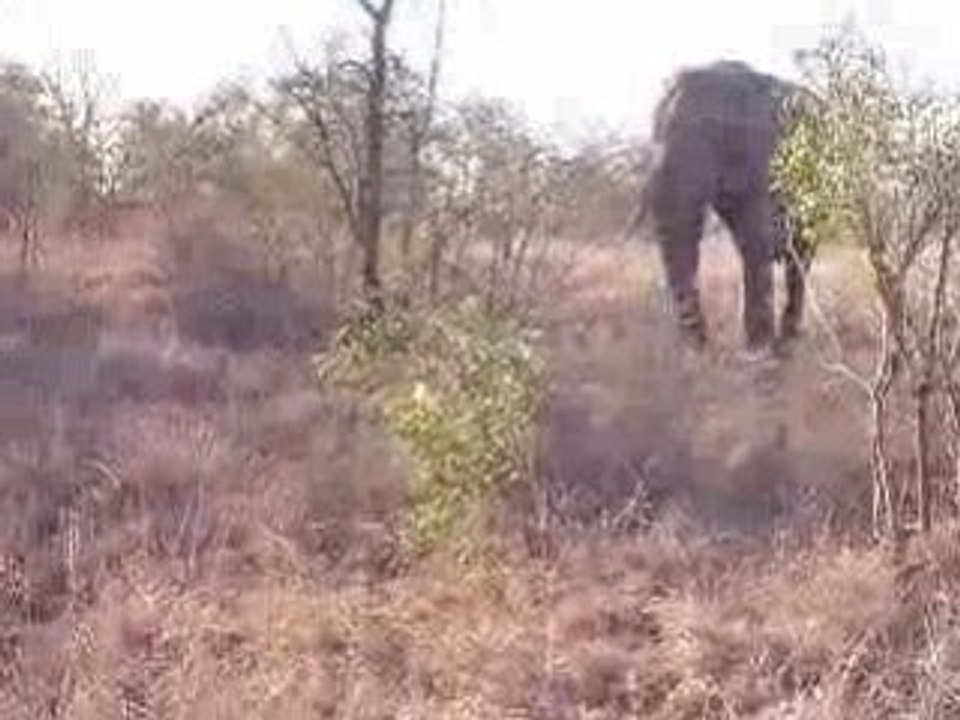 Elephant