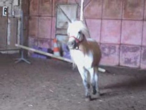 Ourson qui saute en liberté